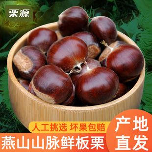 2025年生鲜板栗大粒燕山产地新鲜下树生栗子大栗油栗子 栗源