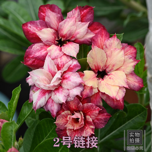 沙漠玫瑰当年开花一物一拍庭院