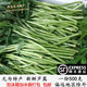 安徽无为特产吕耗菜泥耗子芦蒿藜蒿农家种植新鲜蔬菜1份1斤起 包邮