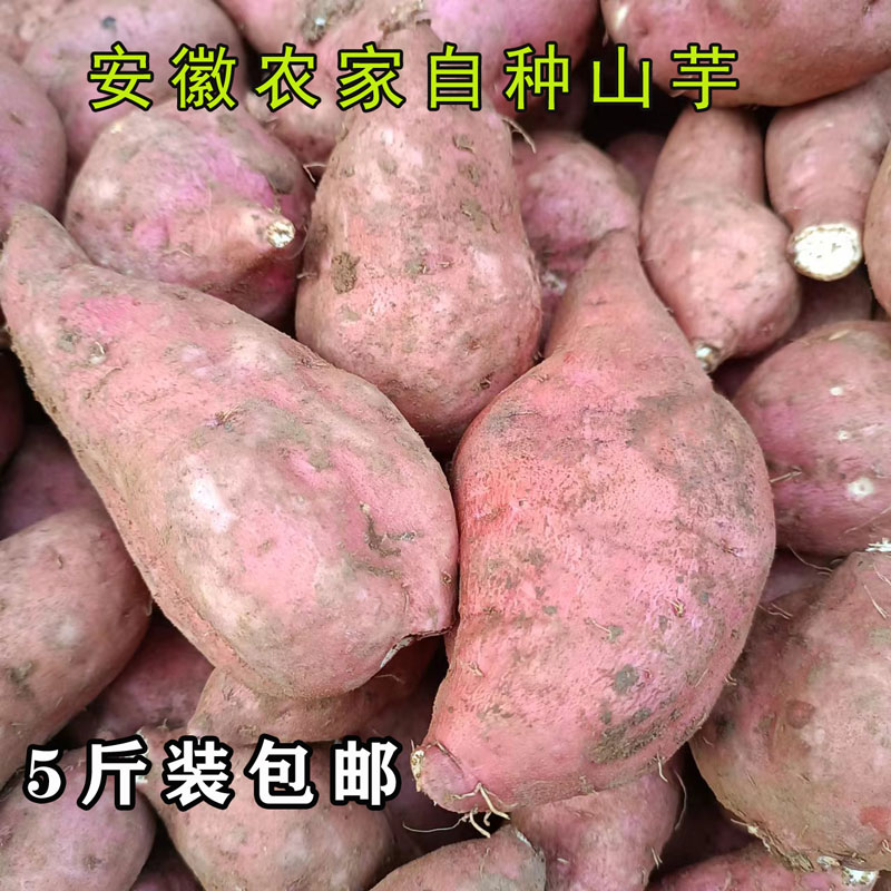 安徽无为特产白心山芋老品种