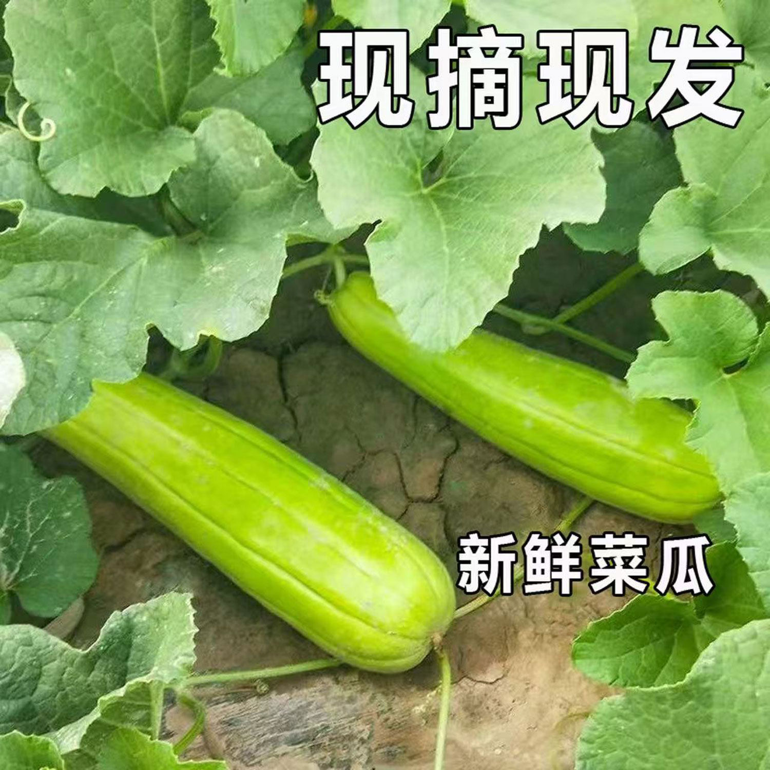 顺丰安徽无为特产新鲜蔬菜菜瓜烧瓜捎瓜非甜瓜可生吃凉拌现摘现发