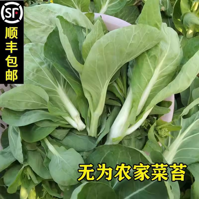 安徽无为特产蔬菜苔菜心顺丰包邮