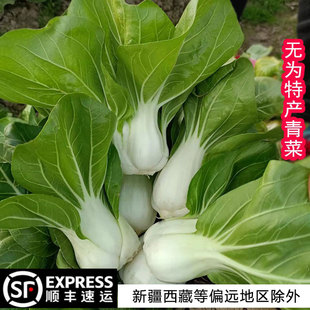 包邮 安徽无为特产新鲜蔬菜农家种 青菜白菜1份2斤3斤5斤装