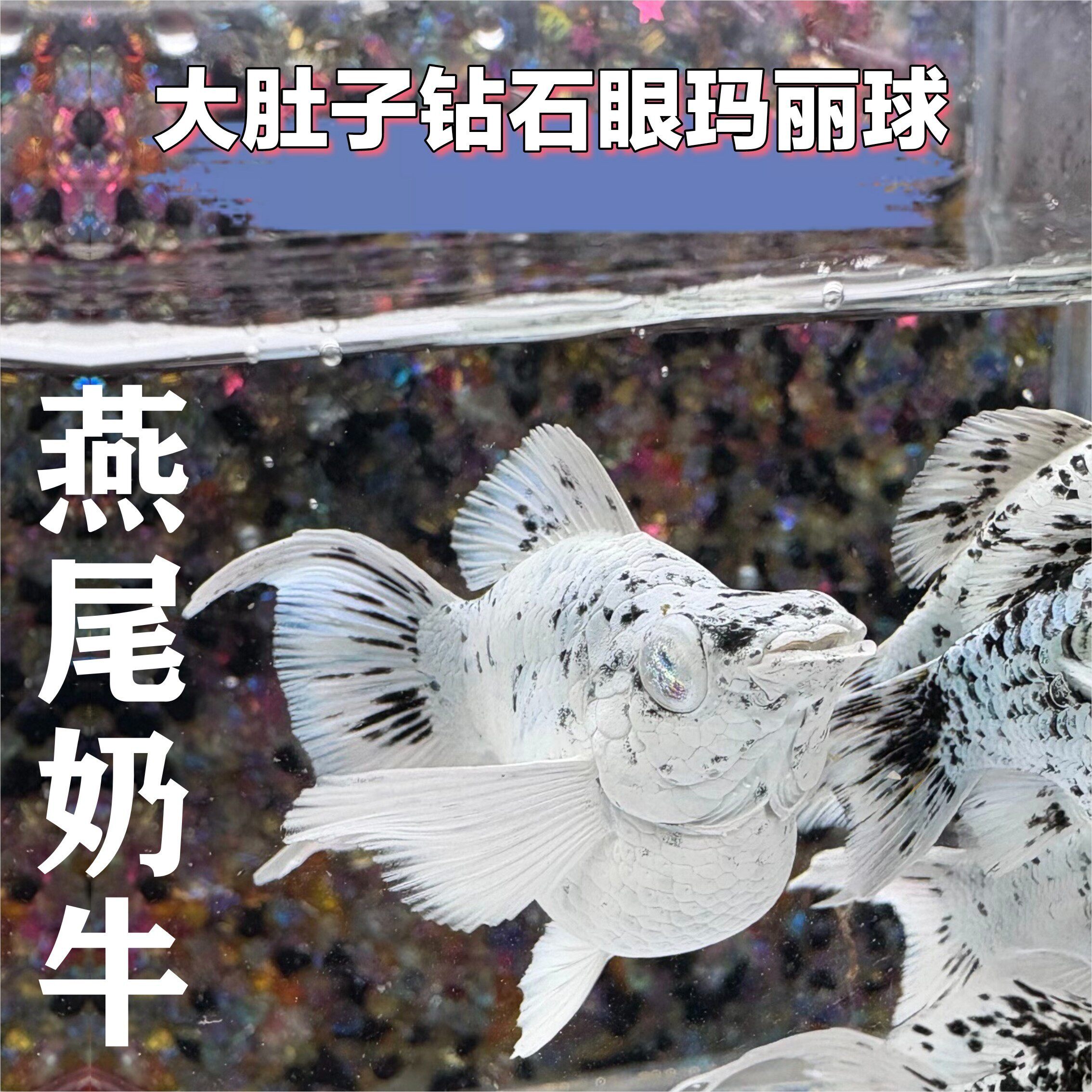Molly钻石眼玛丽鱼瓷白柠檬黄玛丽奶牛胎生鱼燕尾玛丽球包邮包损