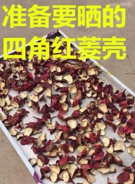 纯天然自然晒干野外生长新鲜四角菱角菱角壳干货红菱壳无肉菱角皮