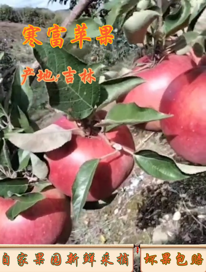 东北寒富苹果自家果园新鲜采摘山地原生态大苹果酸甜脆爽口
