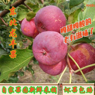 东北龙丰果大秋果大沙果东北人自己水果酸甜多汁