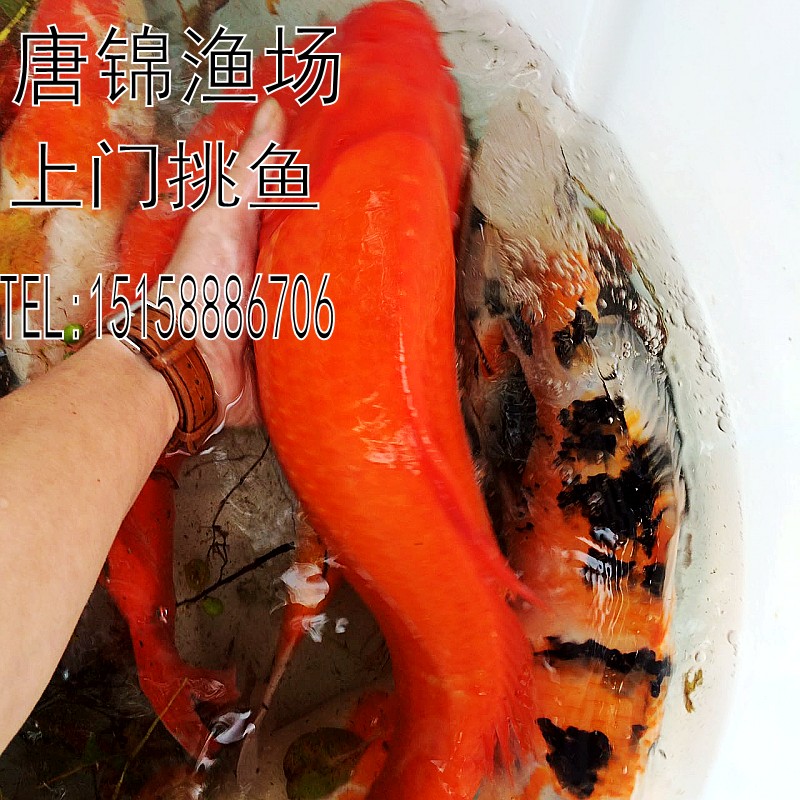 浙江杭州锦鲤渔场日本巨型火鲤