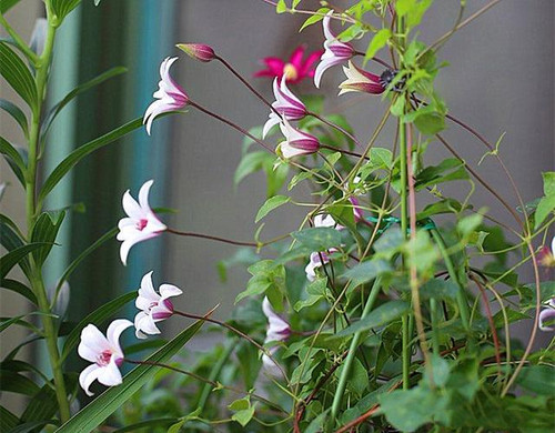 铁线莲庭院爬藤植物夏季开花