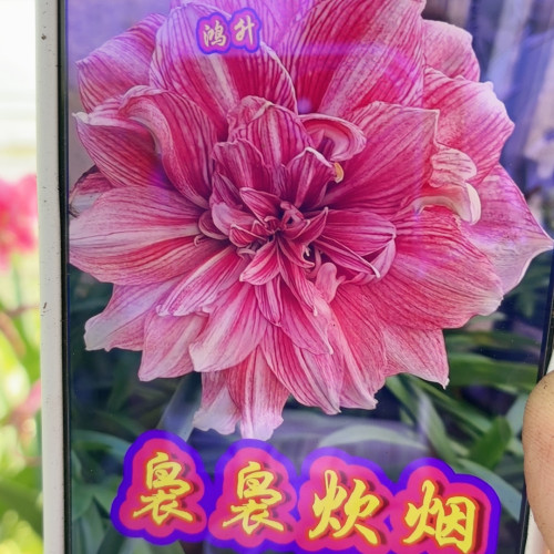 袅袅炊烟朱顶红直径7-8cm裸球