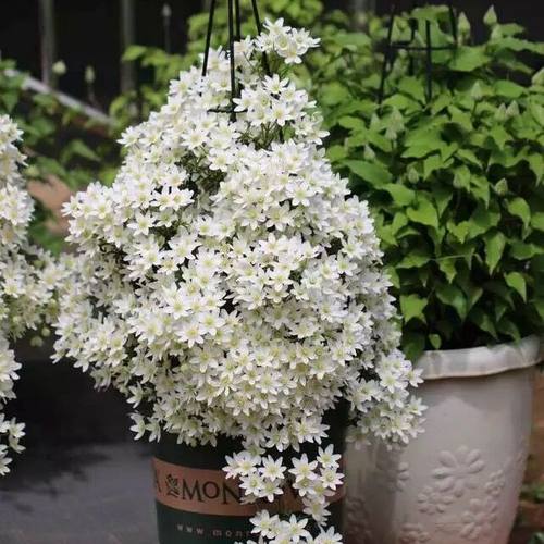 绿植铁线莲盆栽花卉爬藤植物