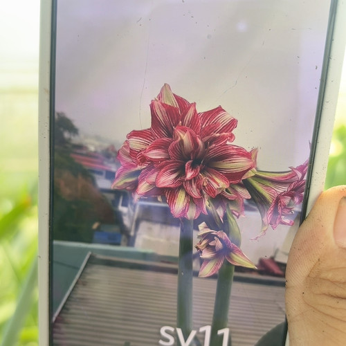 sv11朱顶红直径2.5