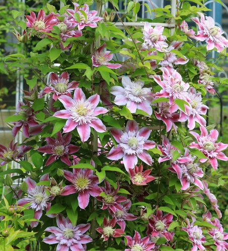 铁线莲爬藤植物庭院阳台爆花