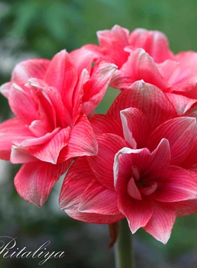 荷兰进口朱顶红 秘鲁朱顶红重瓣大花朱顶红 庭院阳台盆栽花卉