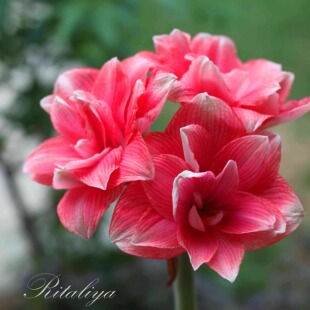 荷兰进口朱顶红 秘鲁朱顶红重瓣大花朱顶红 庭院阳台盆栽花卉