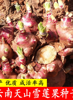 云南天山雪莲果种子黄泥沙高产红心种球优质现挖新鲜黄心种植苗