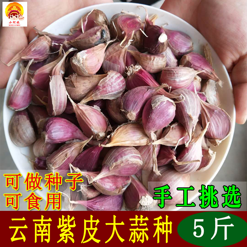云南紫皮大蒜蒜种大蒜头种籽老品种红皮大蒜新鲜农家蒜苔蒜苗种子