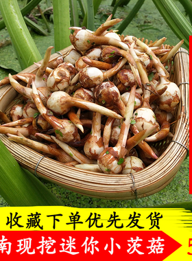 云南野地新鲜迷你小茨菇山慈姑新货白茨菰马蹄荸荠蔬菜紫慈菇疏菜