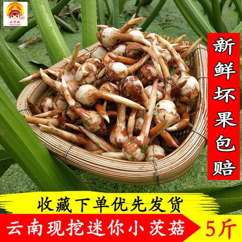 云南野地新鲜迷你小种慈菇茨菇