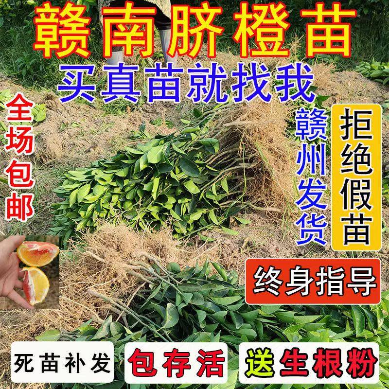 江西赣南脐橙苗嫁接纽荷尔橙子苗卡拉红肉血橙脐橙树苗果树苗包邮,农用物资,果树种子/种苗,淘宝优惠券,粉丝福利购,淘宝优惠卷
