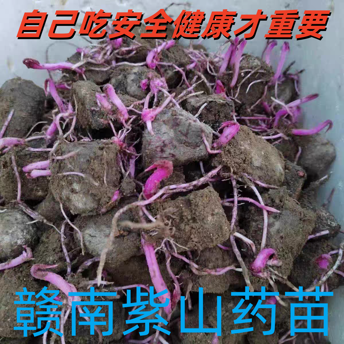2026年现挖现发山药苗紫山药苗紫脚板苗山药苗山药苗山药苗山药苗