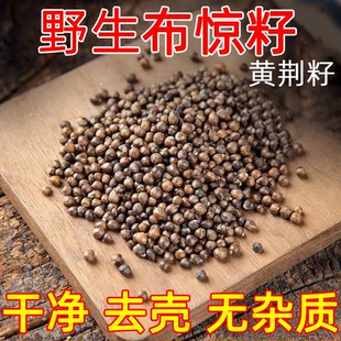 布惊籽枕头 野生布惊子 布惊仁子黄荆籽枕头 黄荆子枕芯 梅州客家