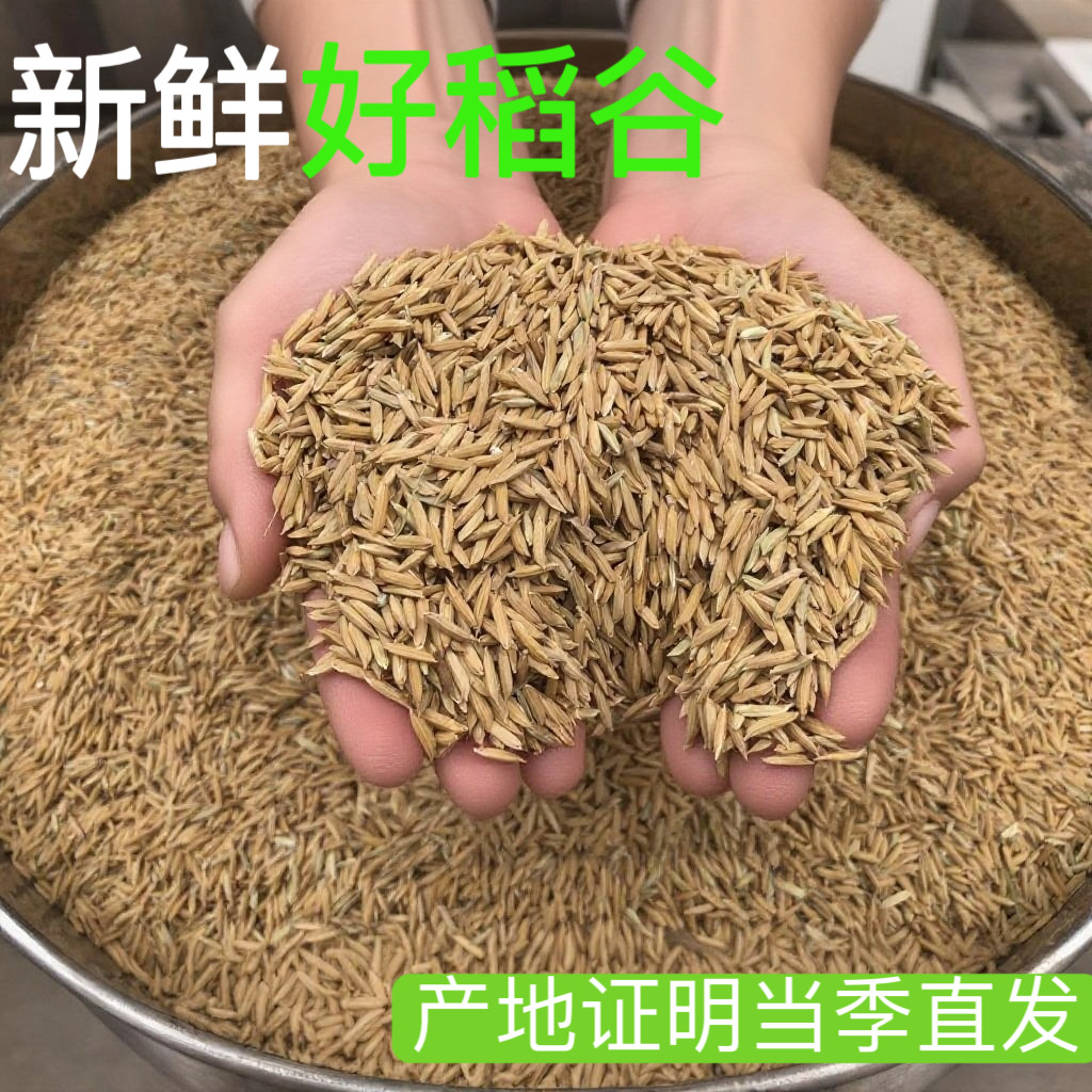 2025年四川农家稻谷带壳大米谷子水稻可自碾米吃粮食喂鸡鸭鹅鸽鸟