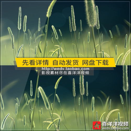 C147唯美清新狗尾巴草野草小草绿色高清LED屏幕背景实拍视频素材