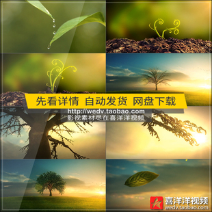 C025水滴落入土壤种子破土而出小树发芽生长成参天大树木视频素材