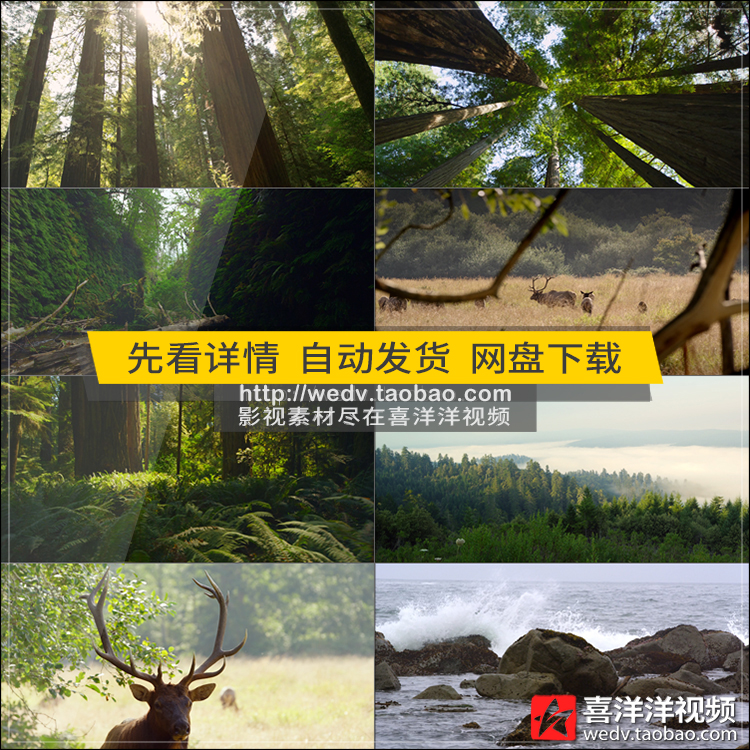 C017原始森林自然风景云雾树林清新热带雨林参天大树实拍视频素材