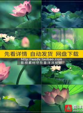 C159唯美荷花莲花池塘夏天荷叶莲蓬高清实拍视频led舞台背景素材