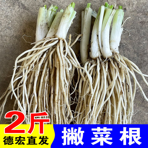 2斤 5斤 10斤 20斤 云南苤菜根德宏新鲜撇菜根大韭菜佤味牛皮菜根
