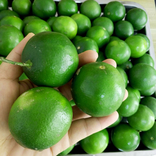 泰国品种 塔希提青柠檬 云南种植香水柠檬 新鲜水果奶茶店小青柠