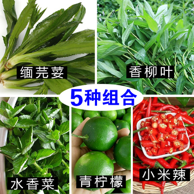 缅芫荽+水香菜+青柠檬+香柳