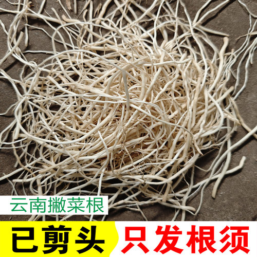 云南撇菜根 纯根须 佤味牛皮菜根食用新鲜蔬菜大韭菜苤菜根不带头