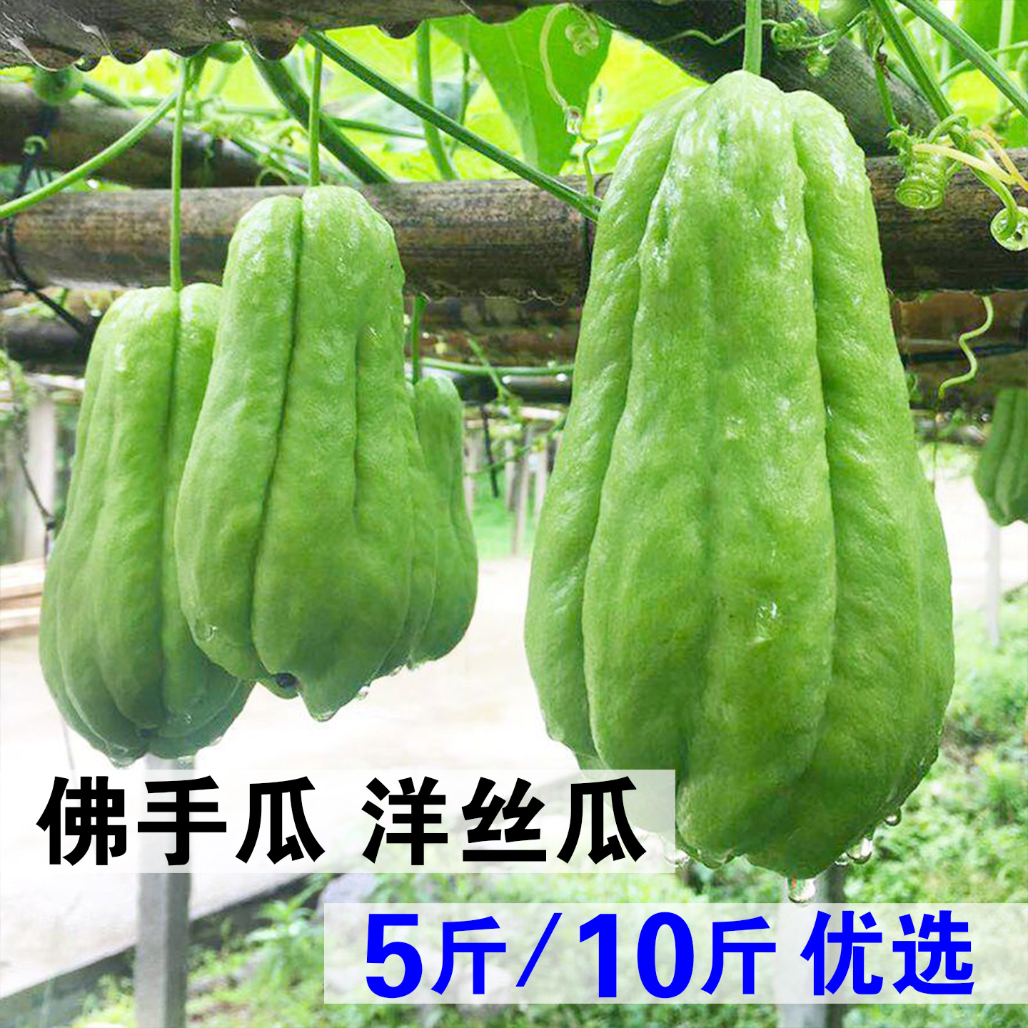 老品种洋丝瓜5斤10斤德宏本地佛手瓜新鲜蔬菜云南福寿瓜窝瓜嫩瓜