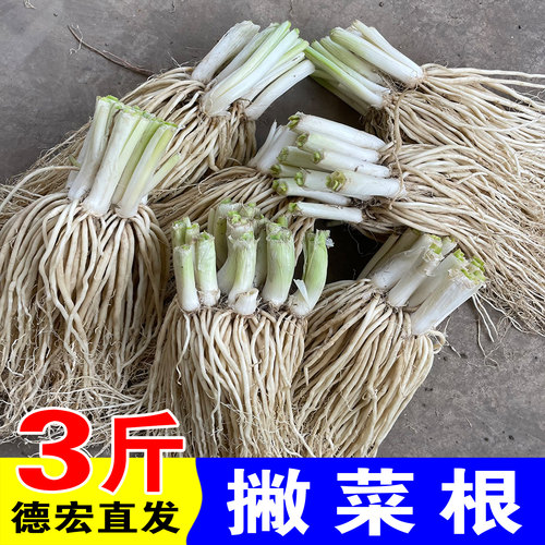 云南苤菜根新鲜蔬菜 德宏撇菜根带须 佤味牛皮菜根腌制傣味大韭菜