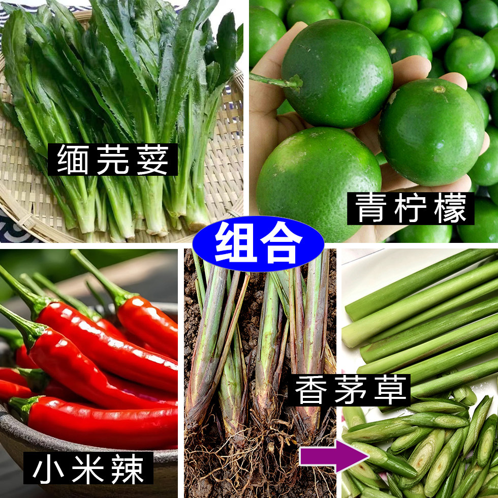 云南德宏缅芫荽香茅草蘸水料
