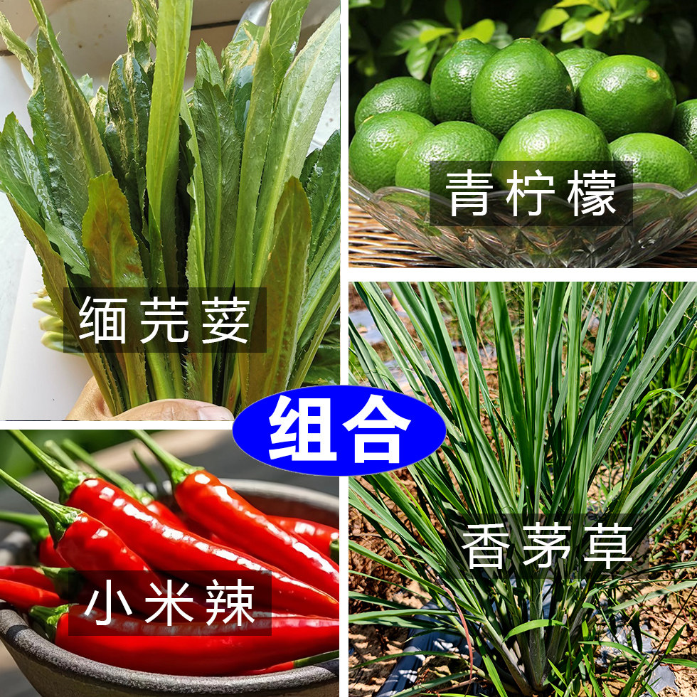 多种佐料组合 云南缅芫荽香茅草香柳去腥炖肉卤菜火锅蘸水调味料 - 实物图