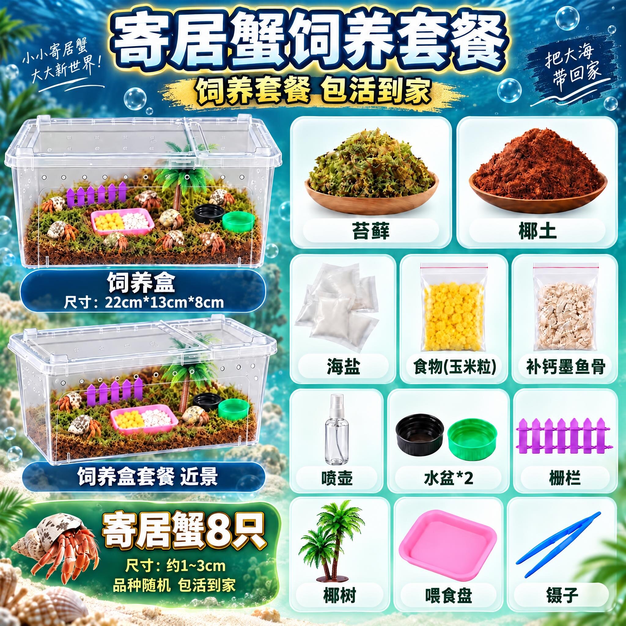 陆生寄居蟹新手饲养套装桌面宠物寄居蟹造景套装寄居蟹全套用品