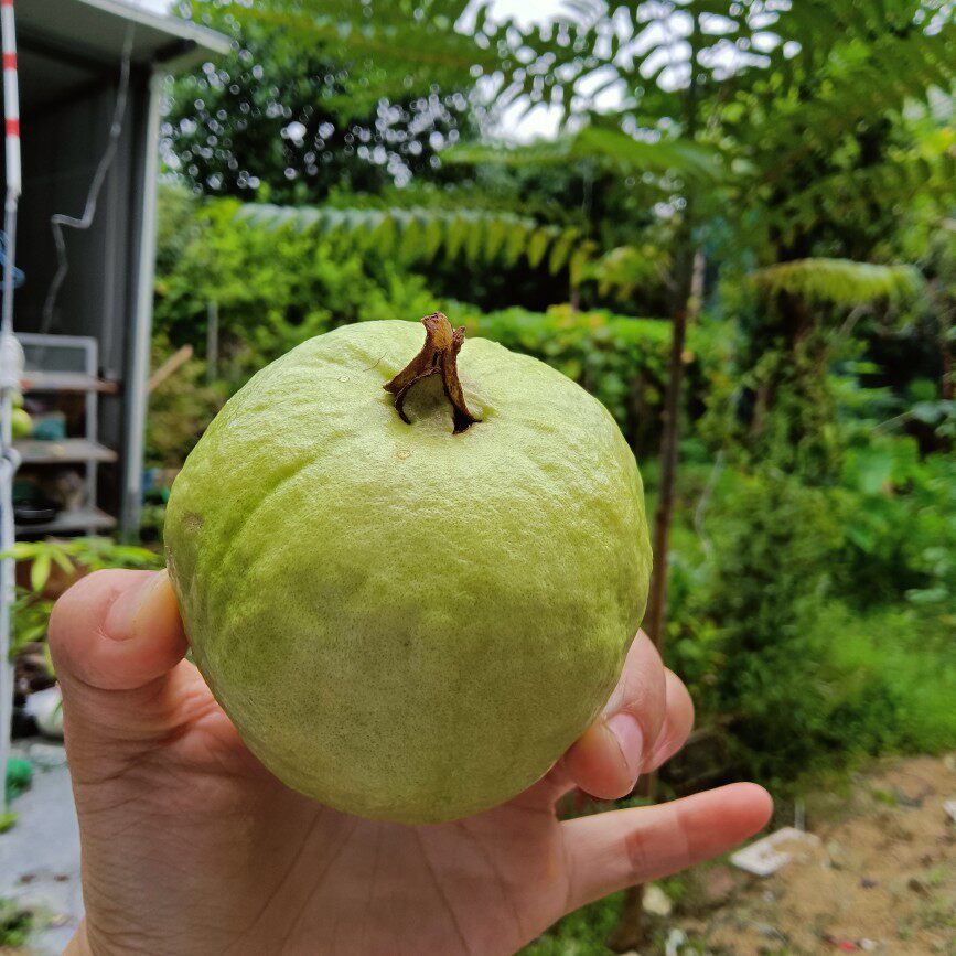 漳州诏安水果 新鲜现摘 番石榴 芭乐果树自然成熟一箱5斤装包邮