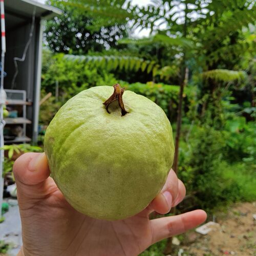 漳州诏安水果新鲜番石榴一箱包邮