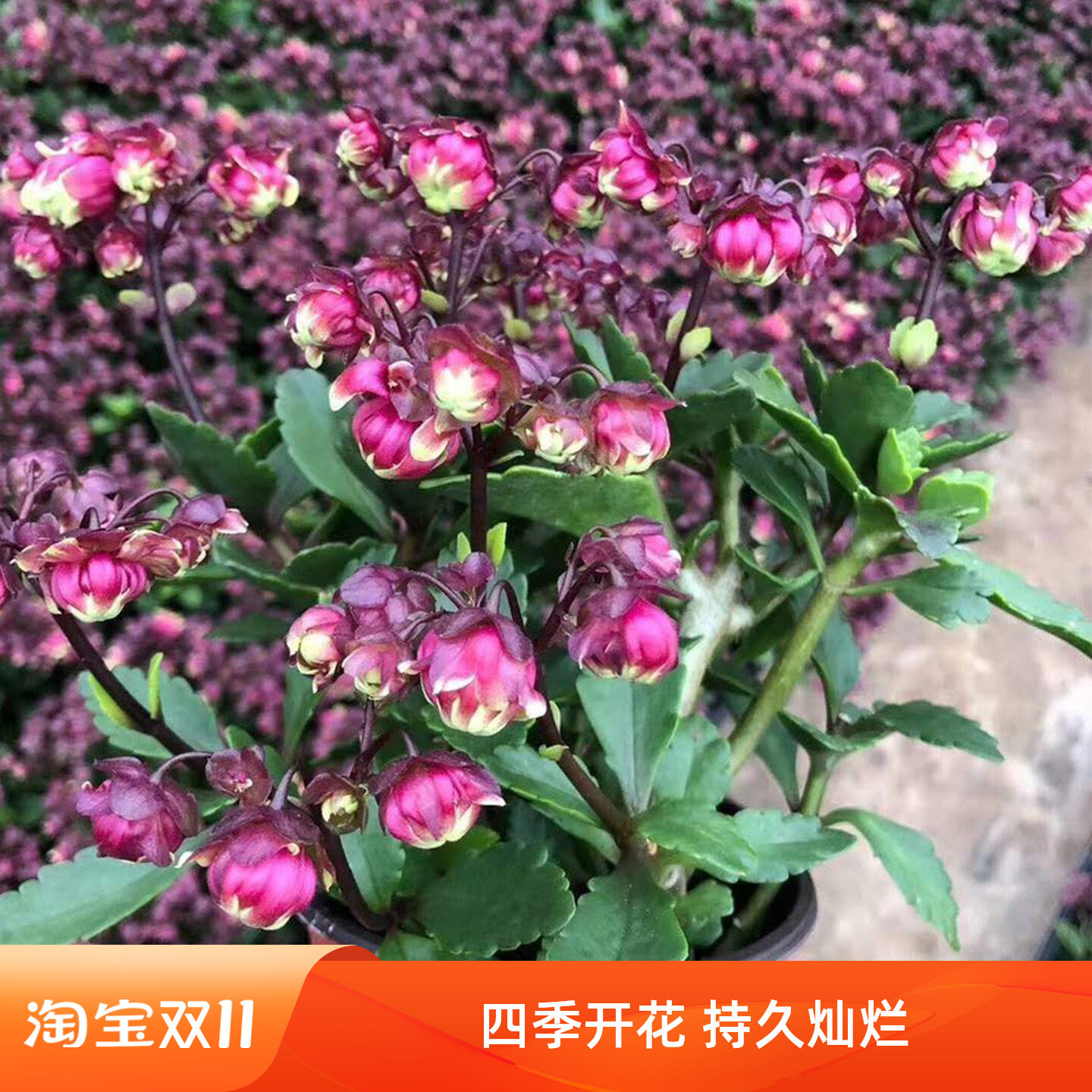 七彩重瓣宫灯长寿花苗盆栽倒挂金钟灯笼四季开花卉绿植室内好养花