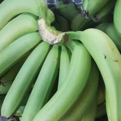 非洲南美洲青香蕉大bananas