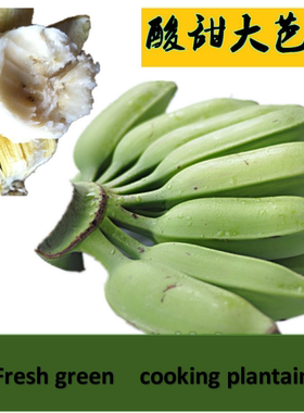 新鲜芭蕉水果蕉Green shipment, suitable for cooking plantain