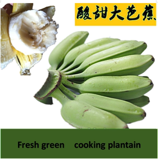 for 新鮮芭蕉水果蕉Green suitable cooking shipment plantain