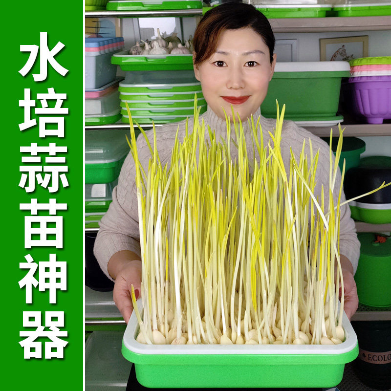 绿色育苗盆水培大蒜苗葱苗育苗盘套装家用塑料托盘无土栽培芽菜盘