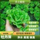 浮萍牡丹萍浮水生水培水葫芦对叶净化水质阳台庭院微造景观绿植水