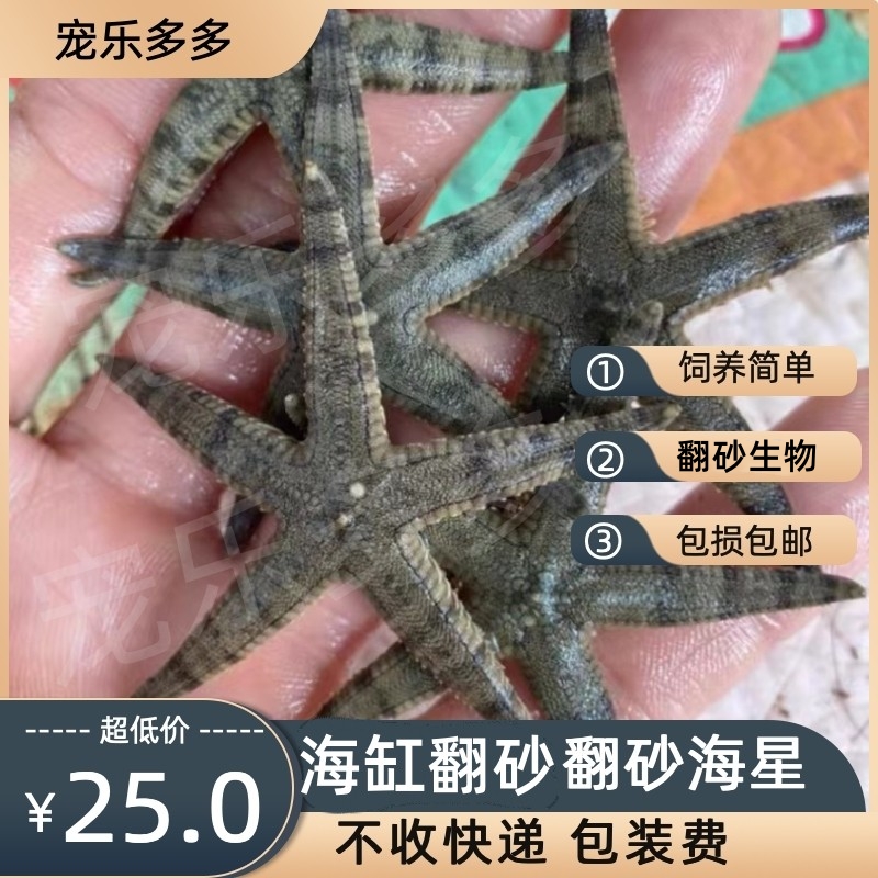 翻砂海星观赏动物海缸海水包邮