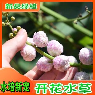 重花瓣茨菇水生植物慈姑水菖蒲水培挺水植物水草鱼缸池塘沼泽净水